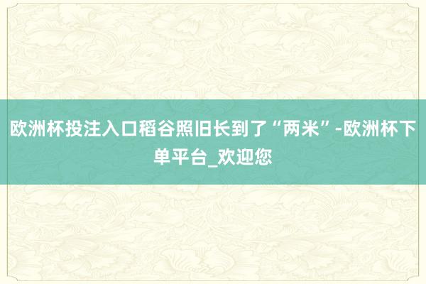 欧洲杯投注入口稻谷照旧长到了“两米”-欧洲杯下单平台_欢迎您